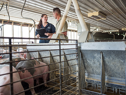 Swine mycotoxins Swine mycotoxins